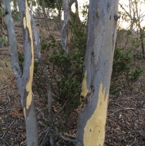 Styphelia triflora at Majura, ACT - 29 Jan 2014 07:35 PM