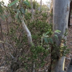 Styphelia triflora at Majura, ACT - 29 Jan 2014 07:35 PM