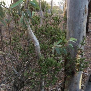 Styphelia triflora at Majura, ACT - 29 Jan 2014