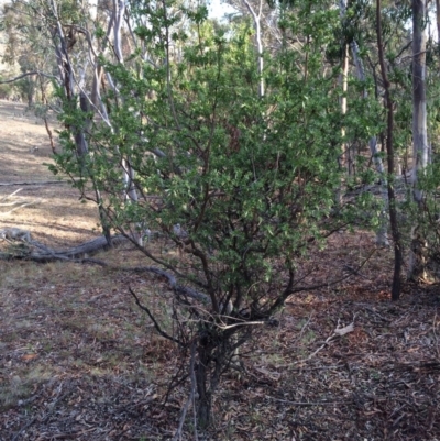 Styphelia triflora (Five-corners) at Majura, ACT - 2 Mar 2014 by AaronClausen