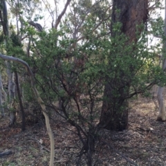 Styphelia triflora at Majura, ACT - 2 Mar 2014 05:50 PM