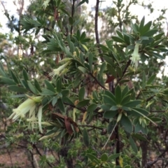 Styphelia triflora at Majura, ACT - 2 Mar 2014