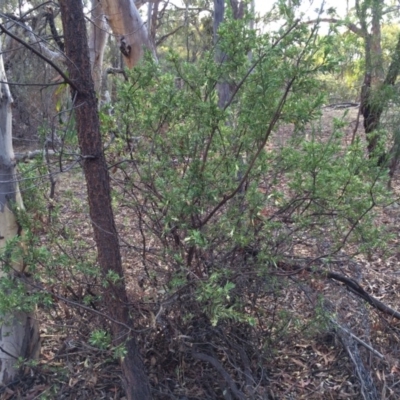 Styphelia triflora (Five-corners) at Majura, ACT - 2 Mar 2014 by AaronClausen