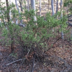 Styphelia triflora at Majura, ACT - 2 Mar 2014