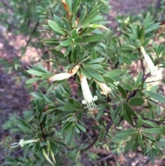 Styphelia triflora at Majura, ACT - 2 Mar 2014