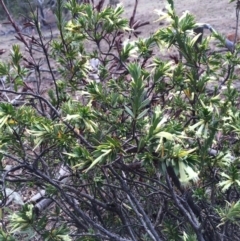 Styphelia triflora (Five-corners) at Mount Majura - 2 Mar 2014 by AaronClausen