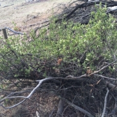 Styphelia triflora at Majura, ACT - 2 Mar 2014