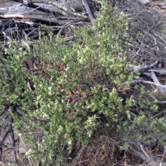 Styphelia triflora at Majura, ACT - 2 Mar 2014