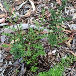 Cheilanthes sieberi at Majura, ACT - 2 Mar 2014