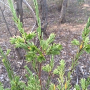 Styphelia triflora at Watson, ACT - 4 Mar 2014 07:36 PM