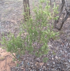 Styphelia triflora at Watson, ACT - 4 Mar 2014 07:36 PM