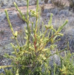 Styphelia triflora (Five-corners) at Mount Majura - 29 Jan 2014 by AaronClausen