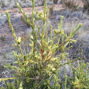 Styphelia triflora at Majura, ACT - 29 Jan 2014