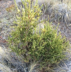 Styphelia triflora at Majura, ACT - 29 Jan 2014