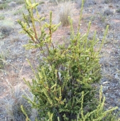 Styphelia triflora at Majura, ACT - 29 Jan 2014