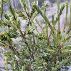 Styphelia triflora at Majura, ACT - 29 Jan 2014