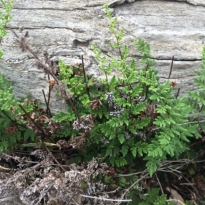 Cheilanthes sieberi at Majura, ACT - 8 Mar 2014