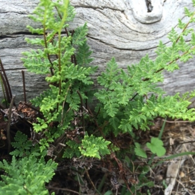 Cheilanthes sieberi (Rock Fern) at Majura, ACT - 8 Mar 2014 by AaronClausen