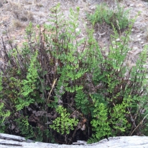 Cheilanthes sieberi at Majura, ACT - 8 Mar 2014 01:00 PM