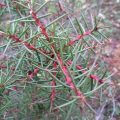 Hakea decurrens subsp. decurrens (Bushy Needlewood) at Mount Ainslie - 8 Mar 2014 by AaronClausen
