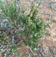 Styphelia triflora (Five-corners) at Majura, ACT - 13 Mar 2014 by AaronClausen