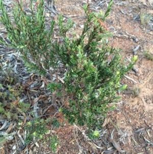 Styphelia triflora at Majura, ACT - 13 Mar 2014 06:58 PM