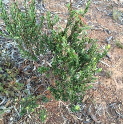 Styphelia triflora (Five-corners) at Mount Majura - 13 Mar 2014 by AaronClausen