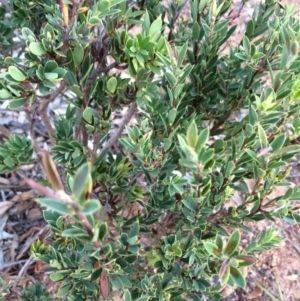 Styphelia triflora at Majura, ACT - 13 Mar 2014