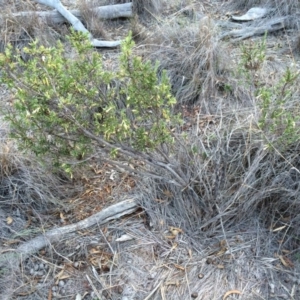 Styphelia triflora at Majura, ACT - 13 Mar 2014 07:00 PM