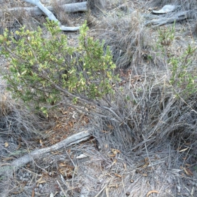 Styphelia triflora (Five-corners) at Mount Majura - 13 Mar 2014 by AaronClausen