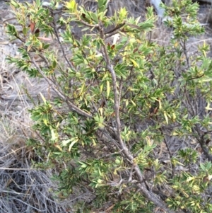 Styphelia triflora at Majura, ACT - 13 Mar 2014 07:00 PM