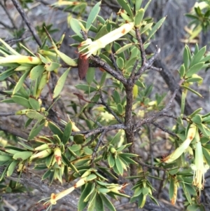 Styphelia triflora at Majura, ACT - 13 Mar 2014 07:00 PM