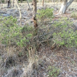 Styphelia triflora at Majura, ACT - 13 Mar 2014