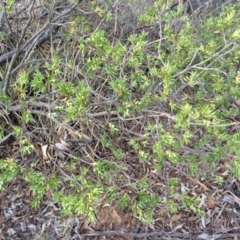 Styphelia triflora at Majura, ACT - 13 Mar 2014