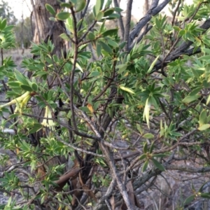 Styphelia triflora at Majura, ACT - 13 Mar 2014