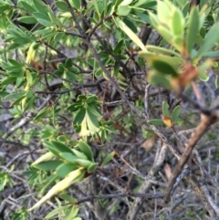 Styphelia triflora at Majura, ACT - 13 Mar 2014