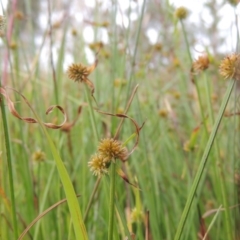 Cyperus sphaeroideus (Scented Sedge) at Bonython, ACT - 13 Dec 2015 by MichaelBedingfield