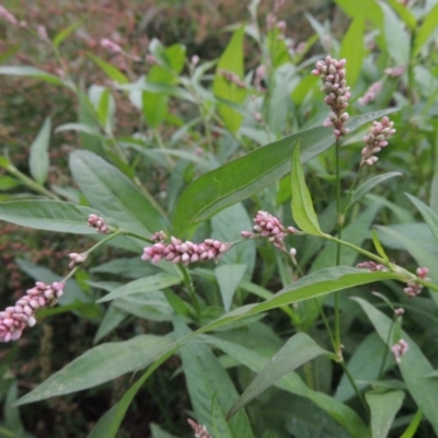 Persicaria decipiens (Slender Knotweed) at Stranger Pond - 13 Dec 2015 by michaelb