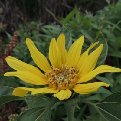 Helianthus annuus (Sunflower) at Bonython, ACT - 13 Dec 2015 by MichaelBedingfield