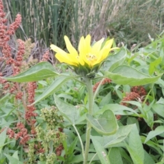 Helianthus annuus at Bonython, ACT - 13 Dec 2015