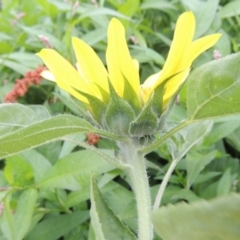 Helianthus annuus at Bonython, ACT - 13 Dec 2015 07:07 PM