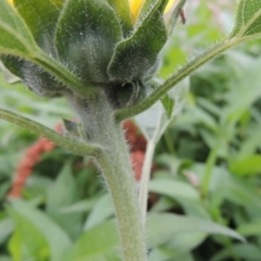 Helianthus annuus at Bonython, ACT - 13 Dec 2015 07:07 PM