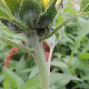 Helianthus annuus at Bonython, ACT - 13 Dec 2015