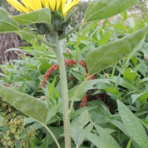 Helianthus annuus at Bonython, ACT - 13 Dec 2015 07:07 PM