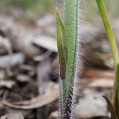 Caladenia atrovespa (Green-comb Spider Orchid) at Canberra Central, ACT - 13 Sep 2014 by AaronClausen