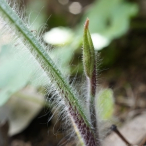 Caladenia atrovespa at Canberra Central, ACT - 13 Sep 2014