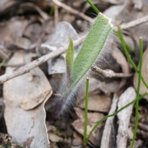 Caladenia atrovespa at Canberra Central, ACT - 13 Sep 2014