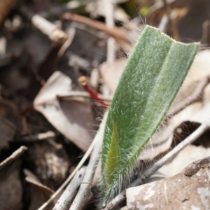 Caladenia atrovespa at Canberra Central, ACT - 13 Sep 2014