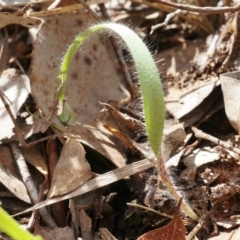 Caladenia atrovespa at Canberra Central, ACT - 13 Sep 2014