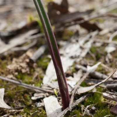 Unidentified at Black Mountain - 13 Sep 2014 by AaronClausen